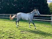 Pouliche de 2 ans issue de deux parents 5* 