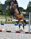 SUPER JUMENT DE SPORT AVEC DE L OS