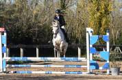 In vendita: cavalla Bella Trix – 9 anni – Anglo Arabo S