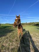 Pouliche 2 ans