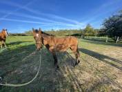 Pouliche 2 ans