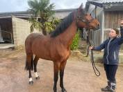 À vendre entier de 3 ans