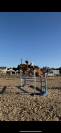 Hongre cso amateur 