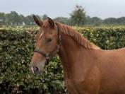 Aansprekende D pony merrie met allround kwaliteit !