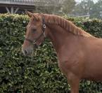 Aansprekende D pony merrie met allround kwaliteit !