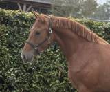 Aansprekende D pony merrie met allround kwaliteit !