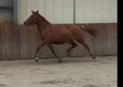 Aansprekende D pony merrie met allround kwaliteit !