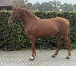 Aansprekende D pony merrie met allround kwaliteit !