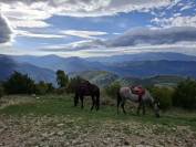 Gelding No Origin Recorded For sale 2021 Grey