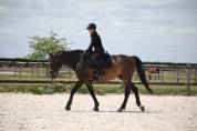 Hongre cheval de sport belge