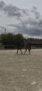 Hongre cheval de sport belge