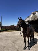 Hongre cheval de sport belge