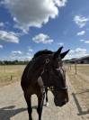 Hongre cheval de sport belge