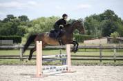 Hongre cheval de sport belge
