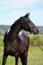 Mare Selle Français For sale 2020 Dark Bay