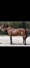 Fem, Connemara, baie, 3 ans 