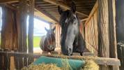 Riding school  tarn