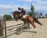 Hongre dressage cce hunter
