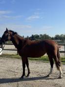 Jument 3 ans (EVERBLUE X ARGENTINUS) 