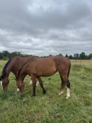 Jument 3 ans (EVERBLUE X ARGENTINUS) 