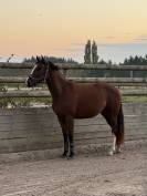 Jument 3 ans (EVERBLUE X ARGENTINUS) 
