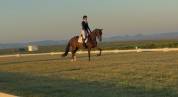 Castrone sBs Cavallo da Sport Belgio In vendita 2021 Baio scuro ,  Quinto van het molenhof