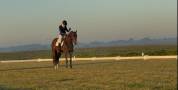 Castrone sBs Cavallo da Sport Belgio In vendita 2021 Baio scuro ,  Quinto van het molenhof