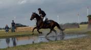 Castrone sBs Cavallo da Sport Belgio In vendita 2021 Baio scuro ,  Quinto van het molenhof