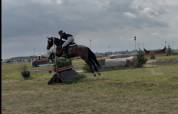 Castrone sBs Cavallo da Sport Belgio In vendita 2021 Baio scuro ,  Quinto van het molenhof