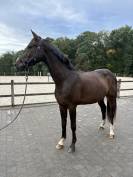 Castrone sBs Cavallo da Sport Belgio In vendita 2021 Baio scuro ,  Quinto van het molenhof