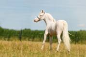 Magnifique cheval migniature
