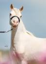 Magnifique cheval migniature
