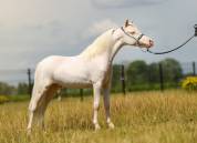 Magnifique cheval migniature
