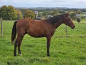 Gelding sBs Belgian Warmblood For sale 2021 Bay