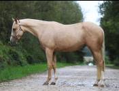 Jument QH de 2022