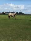 Pension chevaux Ecurie Dressage