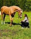 Magnifique cheval Palomino Andalou 