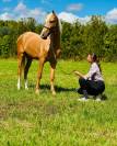 Magnifique cheval Palomino Andalou 