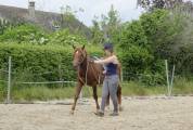 PFS hongre 4 ans