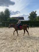 PFS hongre 4 ans