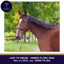 Mare Thoroughbred For sale 2022 Bay