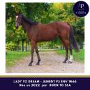 Mare Thoroughbred For sale 2022 Bay