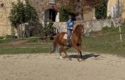 À vendre jument pur sang 5 ans