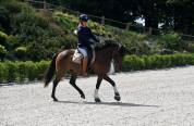 Top poney dressage cheval