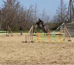 Hongre de 8 ans CSO 