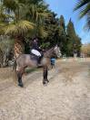 Hongre de 8 ans CSO 