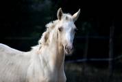sublime pouliche BWP palomino