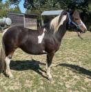 Ponette 2 ans 