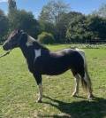 Ponette 2 ans 