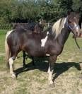 Ponette 2 ans 